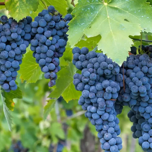Produzione di vini veneti IGT sul Lago di Garda: metodo, vitigni e scelte consapevoli