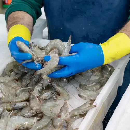 Vendita di pesce fresco all’ingrosso a Lampedusa: guida operativa dal Mercatino del Pesce