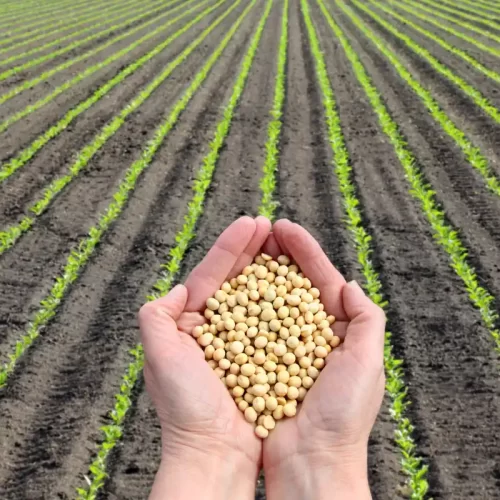 Acquisto online di olio EVO artigianale toscano: criteri, territori e scelte consapevoli