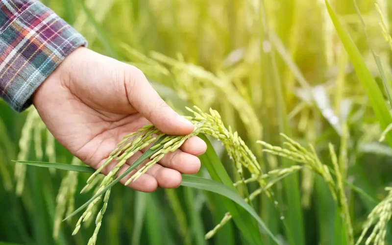 Miele di acacia artigianale a Isernia: guida pratica all’acquisto consapevole